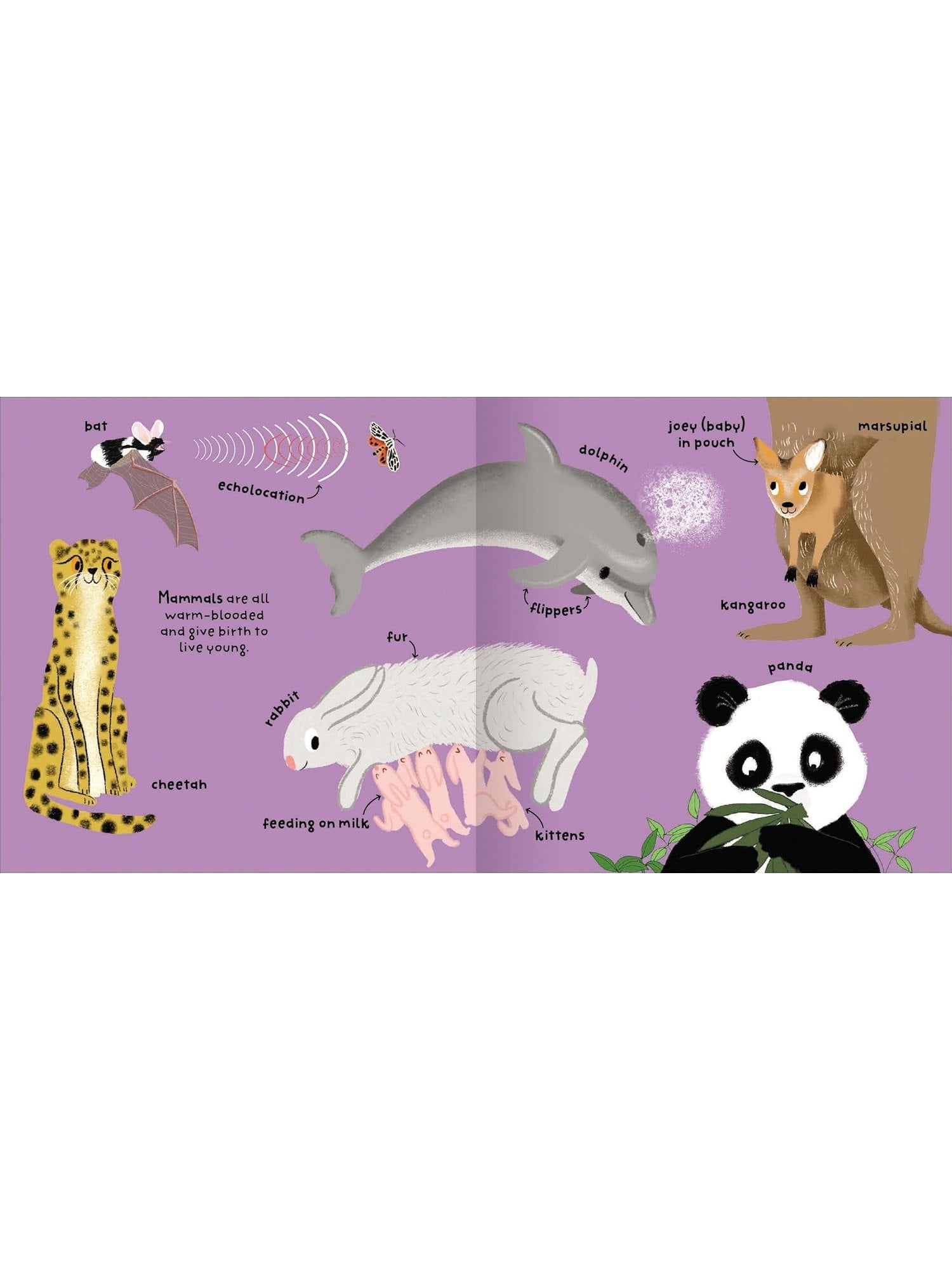 Big Words for Little Experts 'Animals' - Miles Kelly (Paperback)