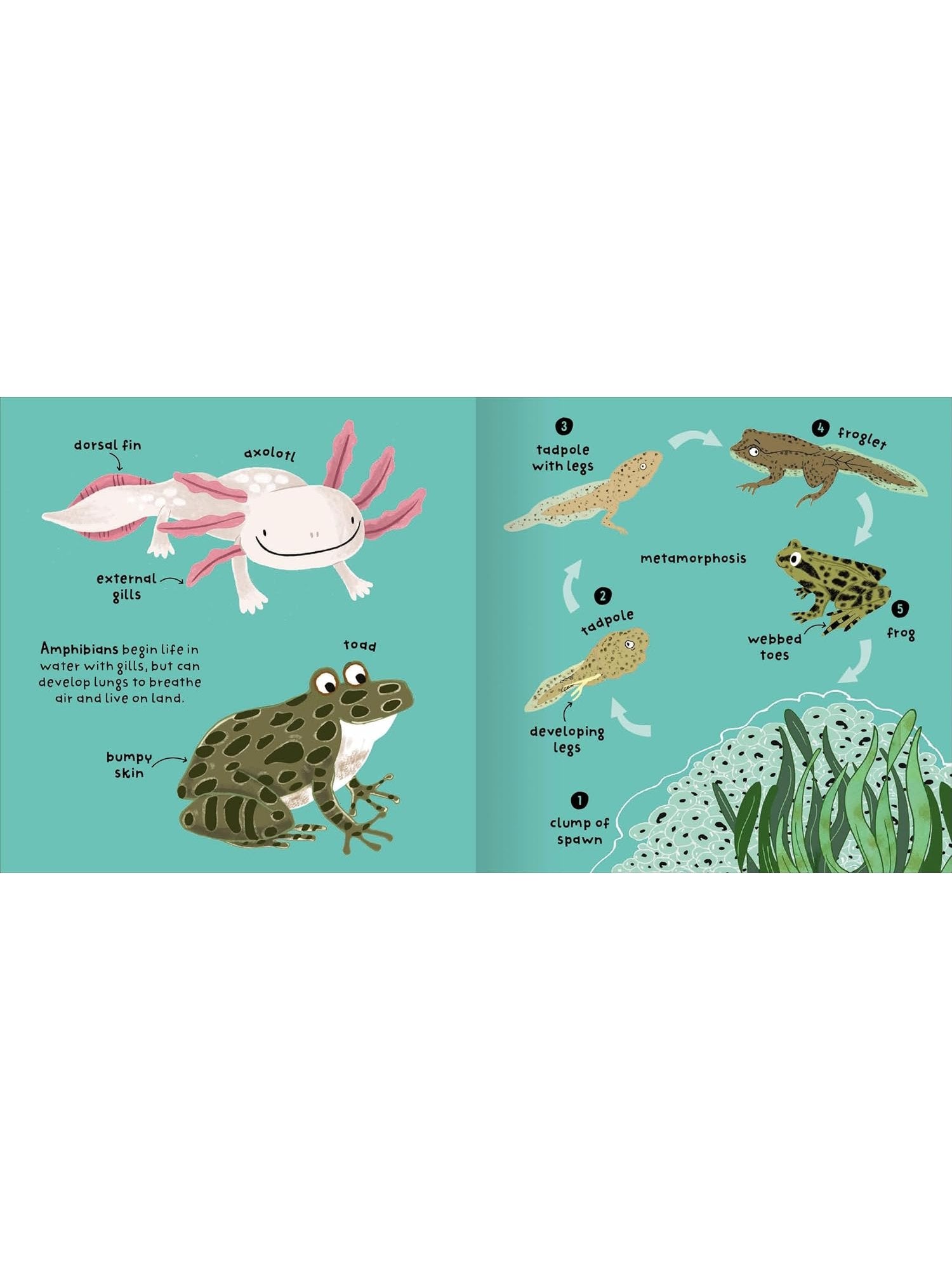 Big Words for Little Experts 'Animals' - Miles Kelly (Paperback)