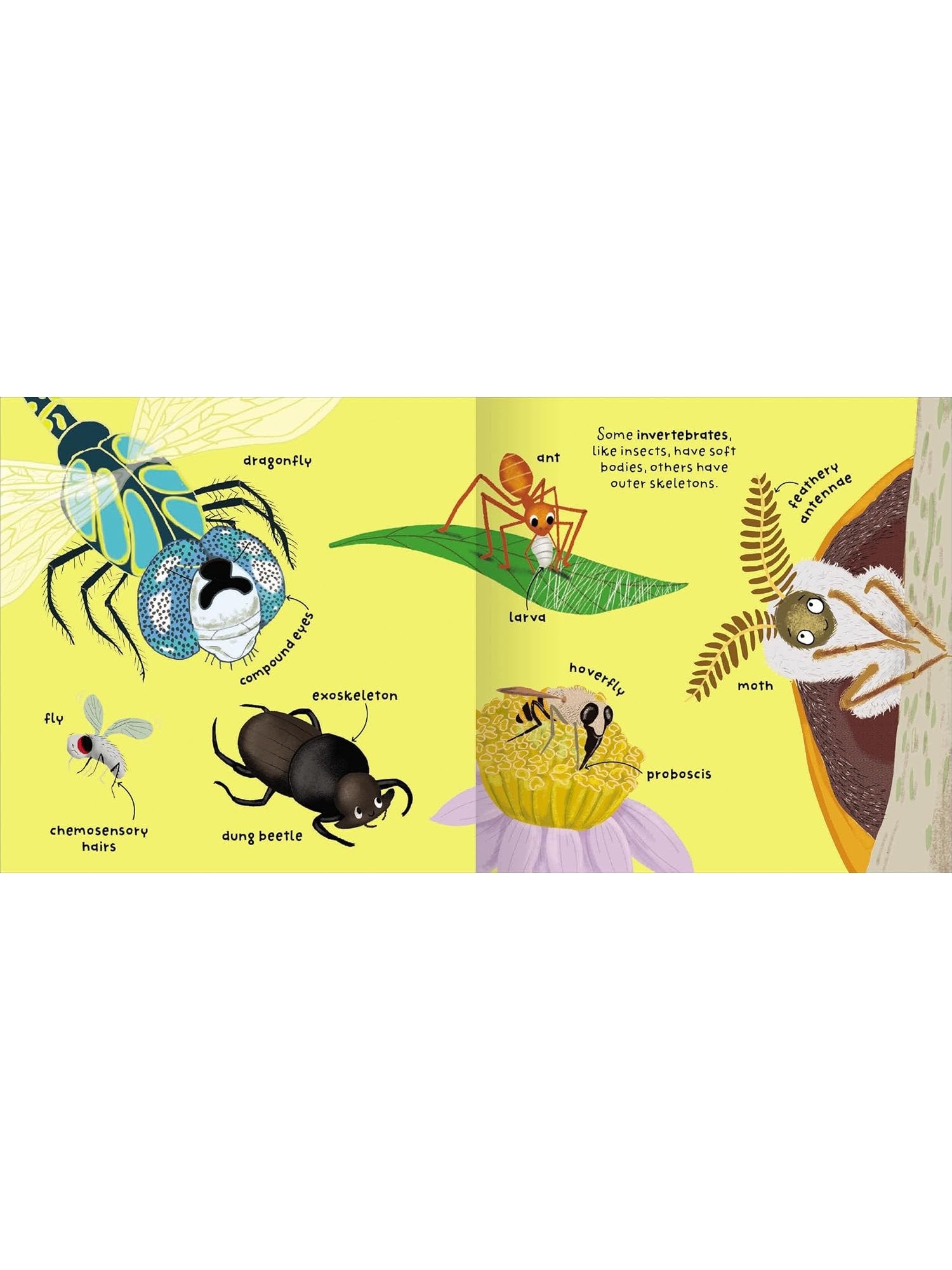 Big Words for Little Experts 'Animals' - Miles Kelly (Paperback)