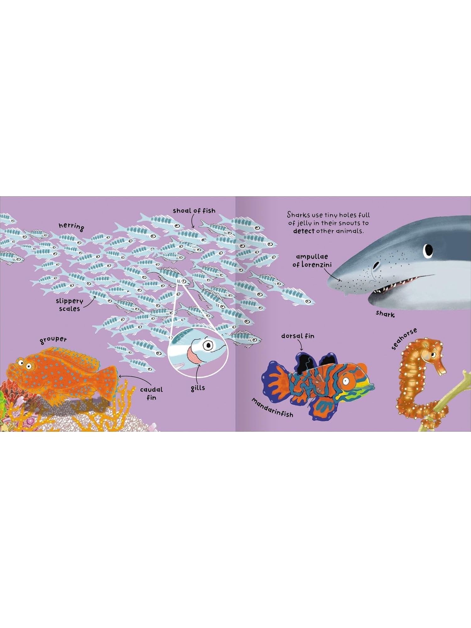 Big Words for Little Experts 'Animals' - Miles Kelly (Paperback)