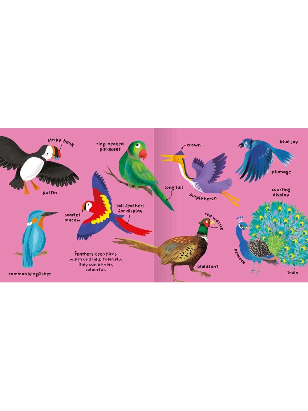 Big Words for Little Experts 'Birds' - Miles Kelly (Paperback)