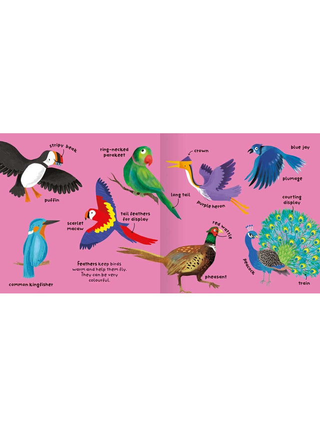 Big Words for Little Experts 'Birds' - Miles Kelly (Paperback)