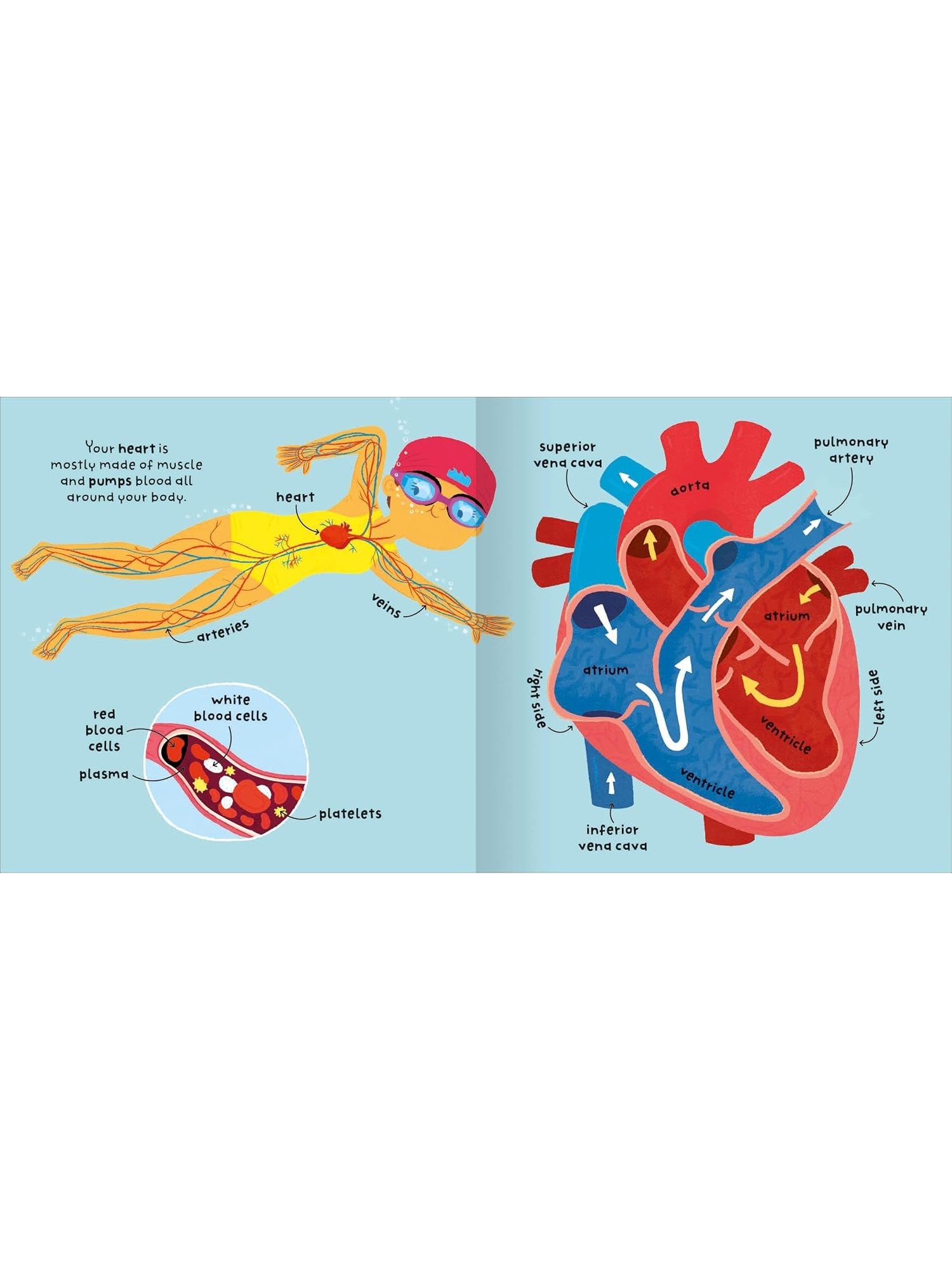 Big Words for Little Experts 'Body' - Miles Kelly (Paperback)