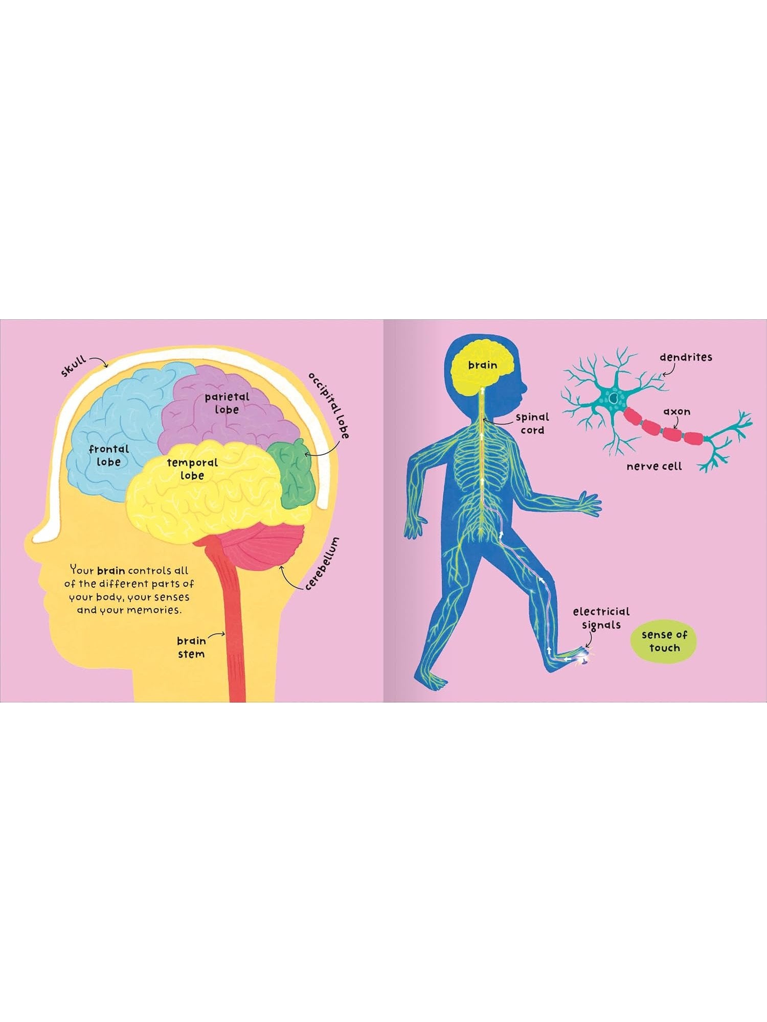 Big Words for Little Experts 'Body' - Miles Kelly (Paperback)