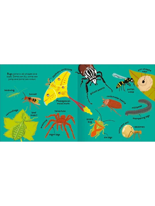 Big Words for Little Experts 'Bugs' - Miles Kelly (Paperback)