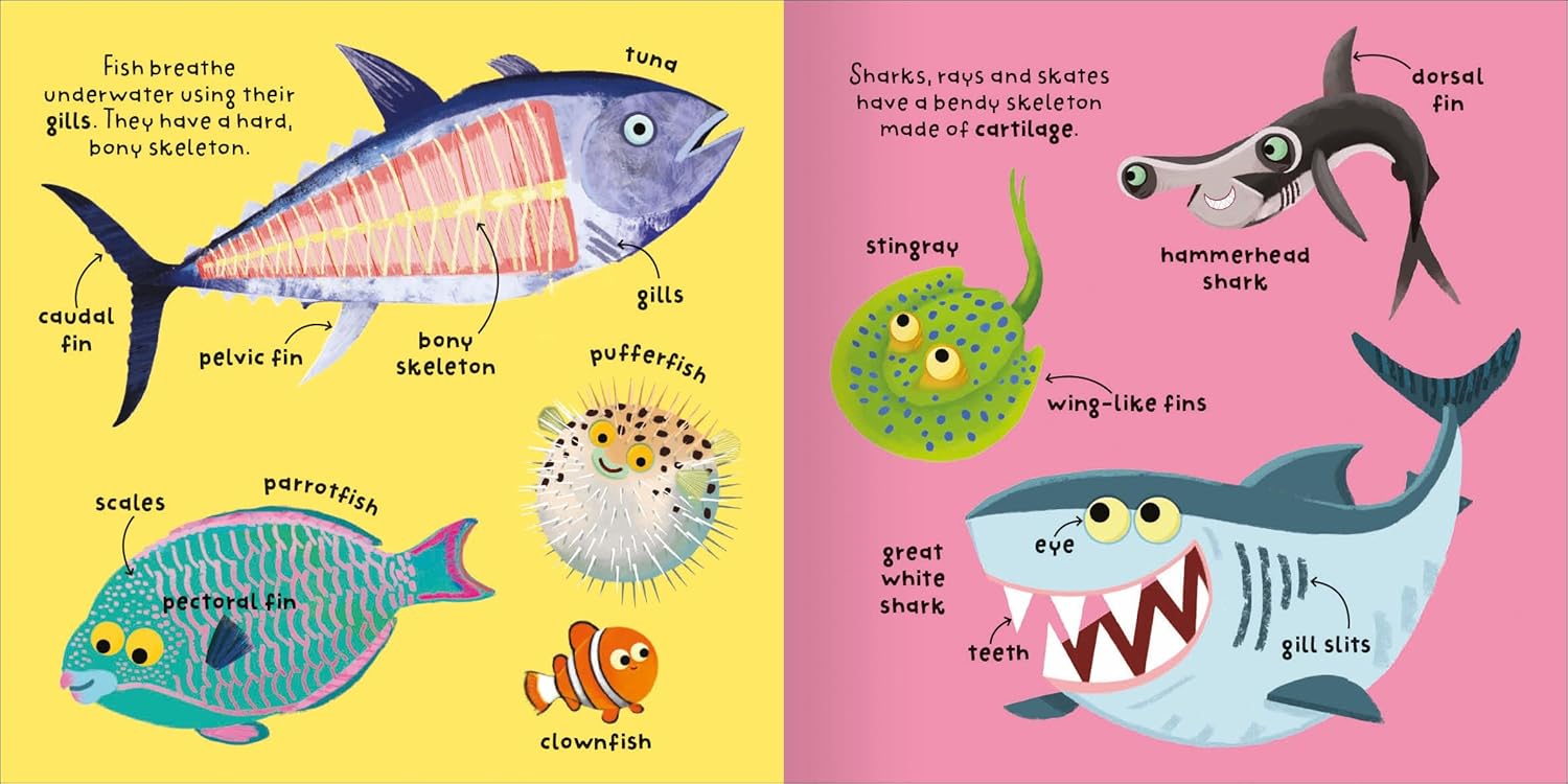 Big Words for Little Experts 'Oceans' - Miles Kelly (Paperback)