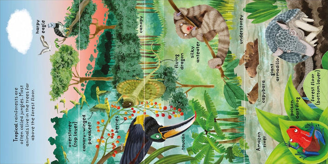 Big Words for Little Experts 'Rainforest' - Miles Kelly (Paperback)