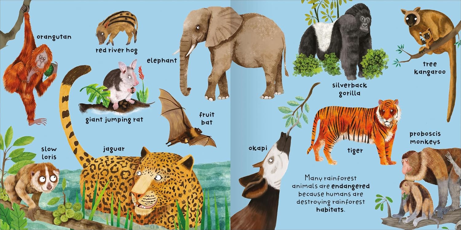 Big Words for Little Experts 'Rainforest' - Miles Kelly (Paperback)