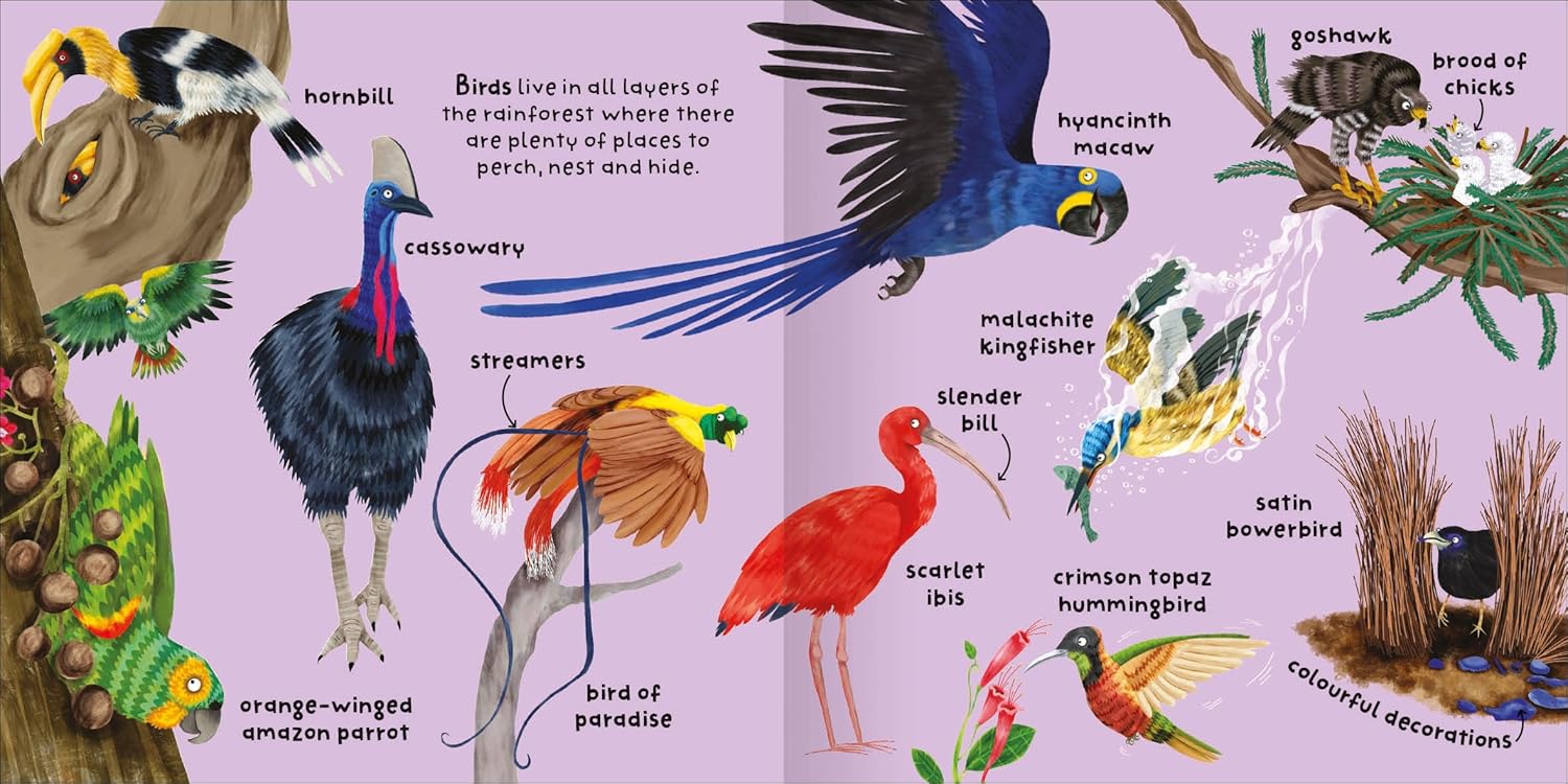 Big Words for Little Experts 'Rainforest' - Miles Kelly (Paperback)