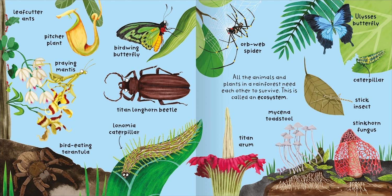 Big Words for Little Experts 'Rainforest' - Miles Kelly (Paperback)