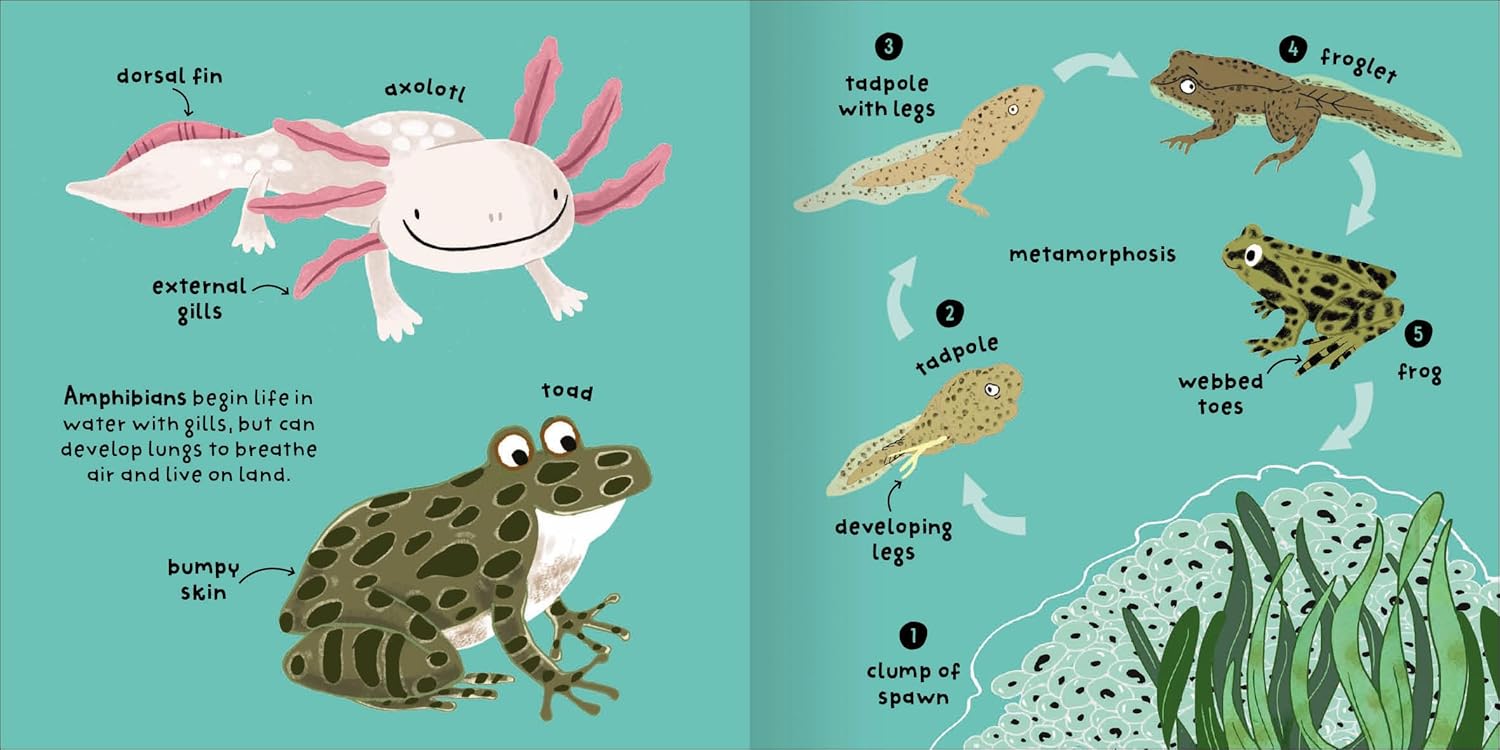 Big Words for Little Experts 'Animals' - Miles Kelly (Paperback)