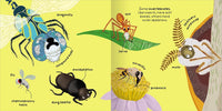 Big Words for Little Experts 'Animals' - Miles Kelly (Paperback)