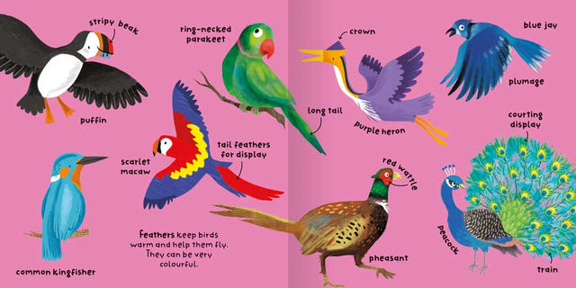 Big Words for Little Experts 'Birds' - Miles Kelly (Paperback)