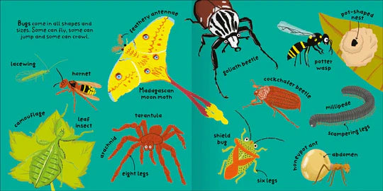 Big Words for Little Experts 'Bugs' - Miles Kelly (Paperback)