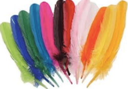 Feather (15-20cm length, 10pc in one pack( Assorted Colours)